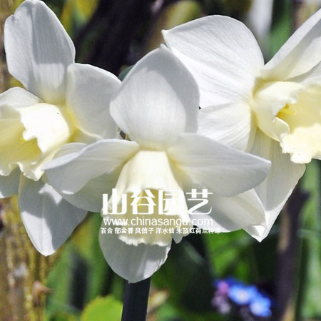 创世大发-洋水仙