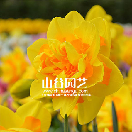 创世大发-洋水仙