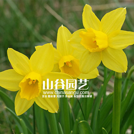 创世大发-洋水仙