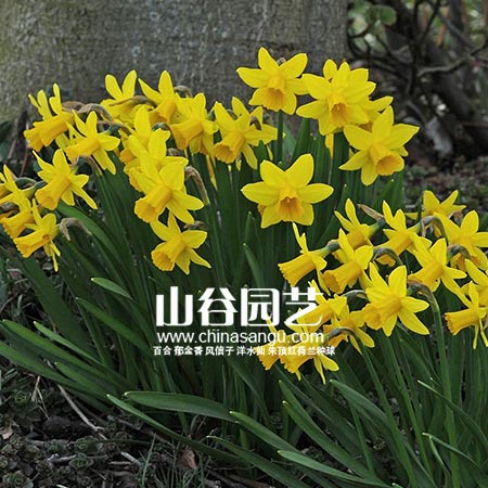 创世大发-洋水仙