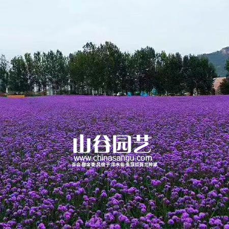 创世大发-野花种子