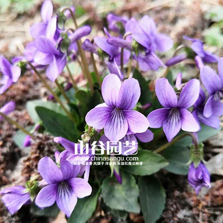 创世大发-野花种子