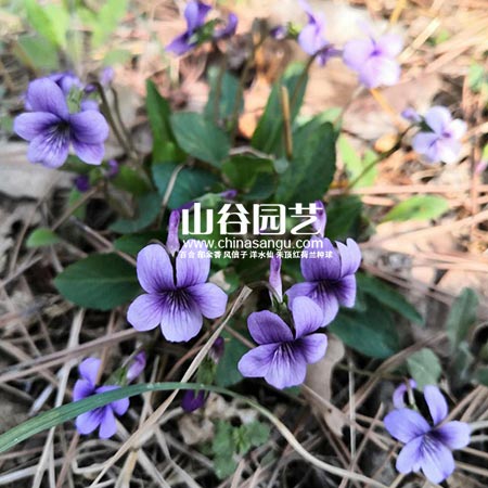 创世大发-野花种子