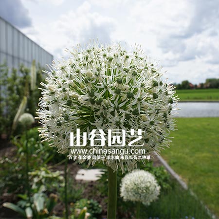 创世大发-花葱