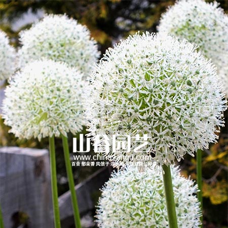 创世大发-花葱