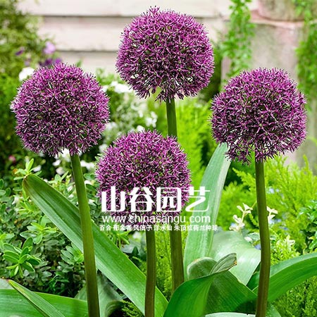 创世大发-花葱