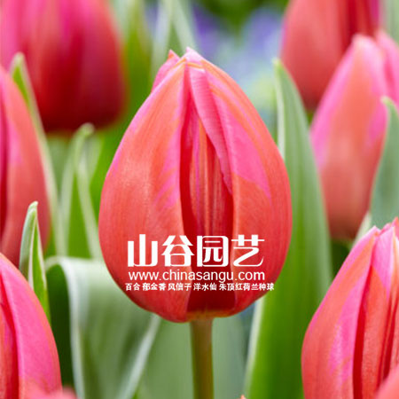 创世大发-郁金香