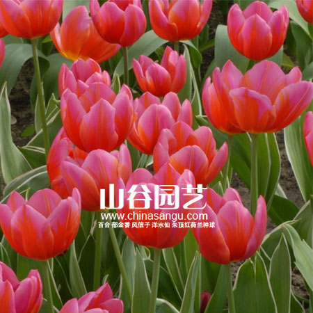 创世大发-郁金香