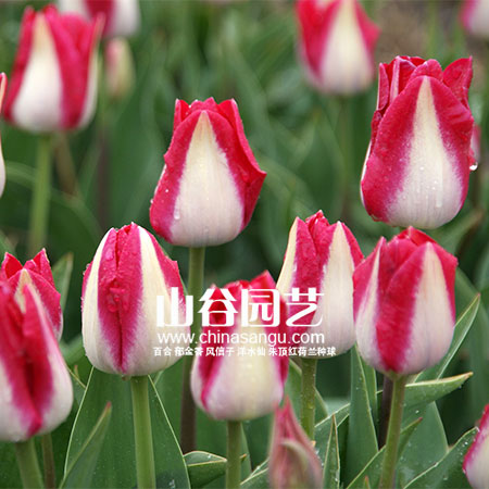 创世大发-郁金香