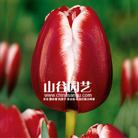 创世大发-郁金香