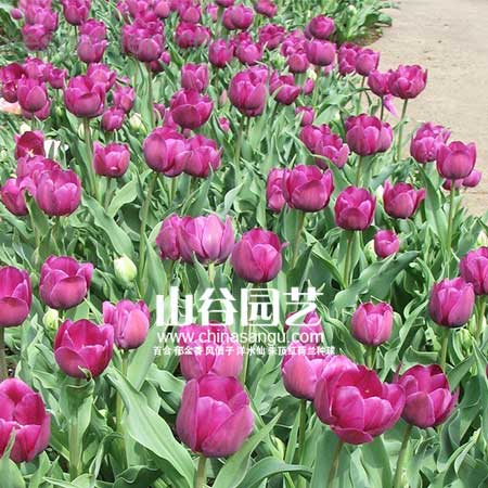 创世大发-郁金香