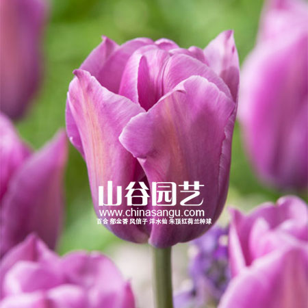 创世大发-郁金香