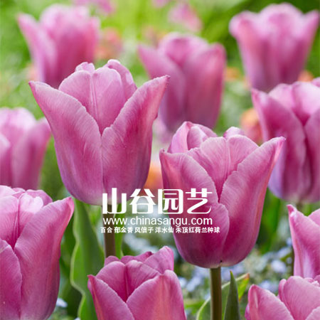 创世大发-郁金香