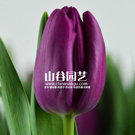 创世大发-郁金香