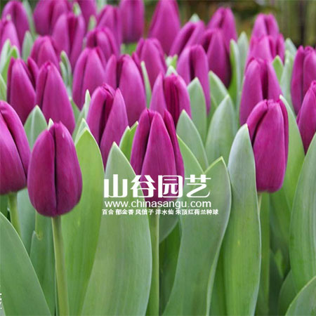 创世大发-郁金香