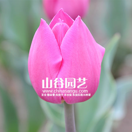 创世大发-郁金香