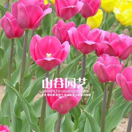 创世大发-郁金香