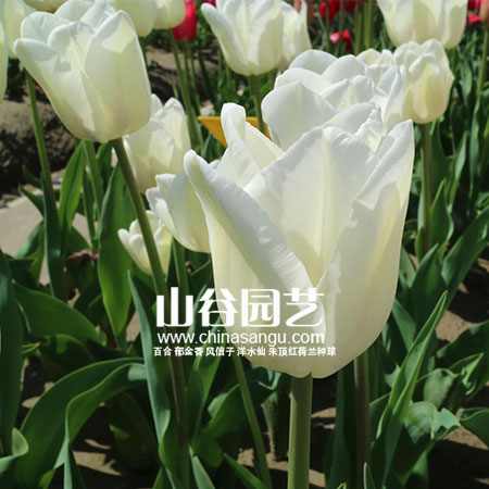 创世大发-郁金香