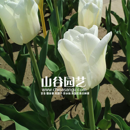 创世大发-郁金香