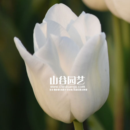 创世大发-郁金香