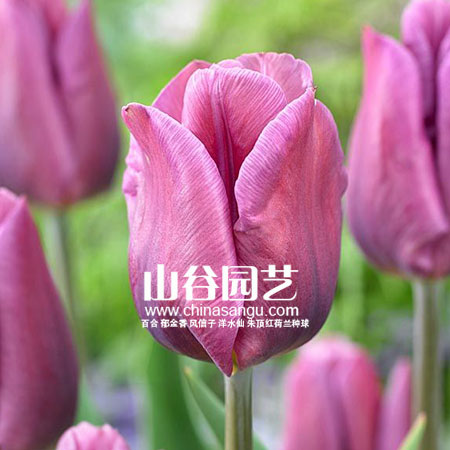 创世大发-郁金香