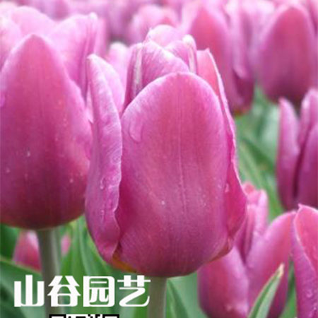 创世大发-郁金香