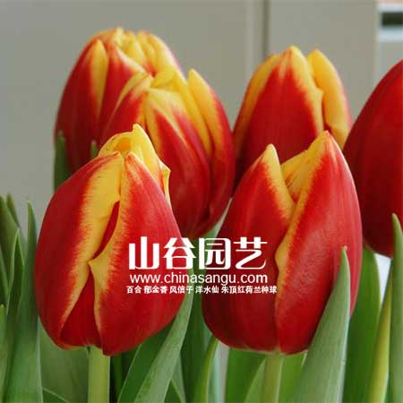 创世大发-郁金香