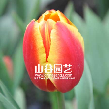 创世大发-郁金香