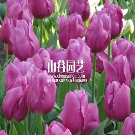 创世大发-郁金香