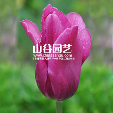 创世大发-郁金香
