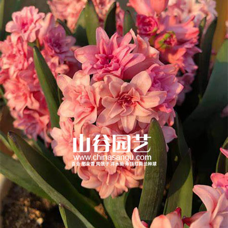 创世大发-风信子