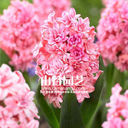 创世大发-风信子
