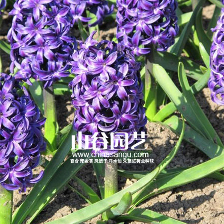 创世大发-风信子