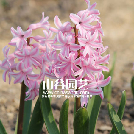 创世大发-风信子