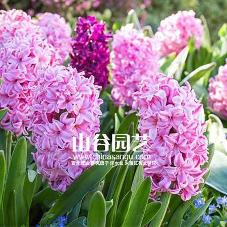 创世大发-风信子