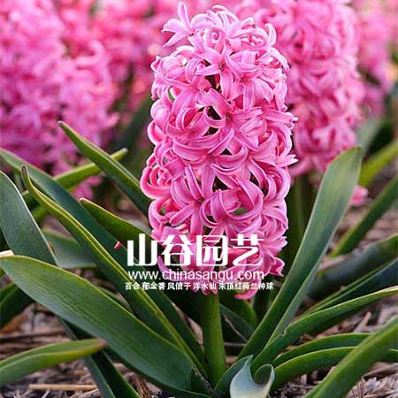 创世大发-风信子