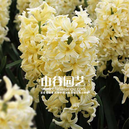 创世大发-风信子