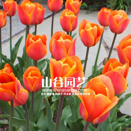 创世大发-郁金香