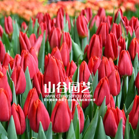 创世大发-郁金香