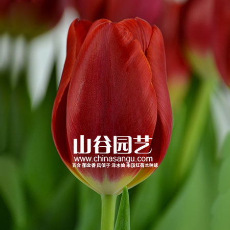 创世大发-郁金香