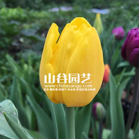 创世大发-郁金香