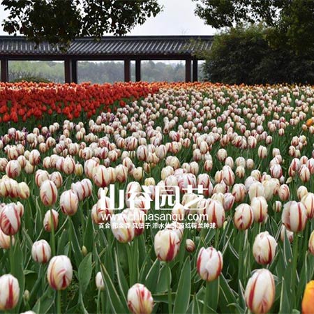 创世大发-郁金香