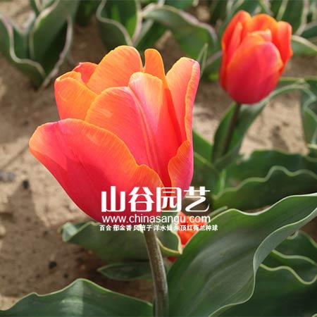 创世大发-郁金香