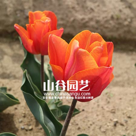 创世大发-郁金香
