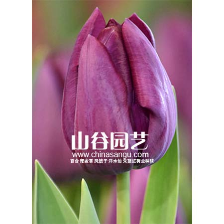 创世大发-郁金香