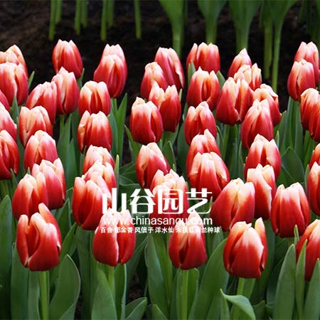 创世大发-郁金香