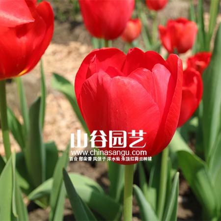创世大发-郁金香