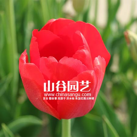 创世大发-郁金香