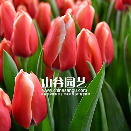 创世大发-郁金香