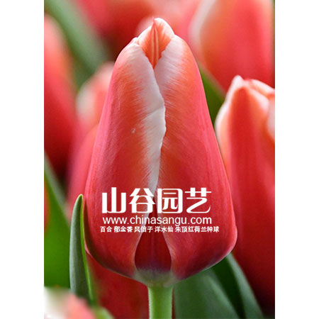创世大发-郁金香